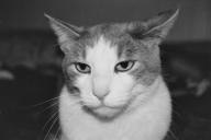 Cat Grayscale Myles' \ // 3000x2000 // 1.2MB