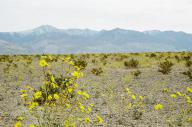 Panamint_Valley // 1565x1037 // 931.2KB